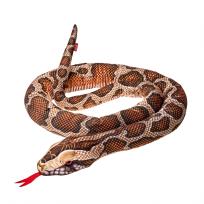 Opakowanie Pyton Birmański 180cm