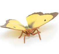 Opakowanie Szlaczkoń sylwetnik