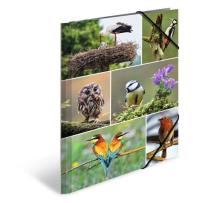 Opakowanie Teczka A4 gumki narożne - Ptaki