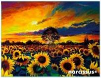 Opakowanie Teczka kopertowa PP A6 Słoneczniki