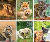 Opakowanie Zeszyt A5/16K kratka Animals (10szt)