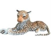 Opakowanie Gepard leżący 60cm