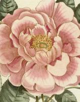 Okładka książki John Derian Picture Book II wer. angielska