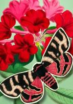 Opakowanie Karnet B6 POP-UP z kopertą Czerwony motyl