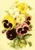 Opakowanie Karnet ST507 B6 + koperta Bratki