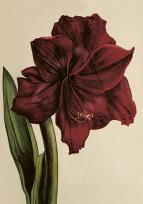 Opakowanie Karnet ST515 B6 + koperta Amarylis