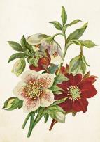 Opakowanie Karnet ST515 B6 + koperta Ciemiernik