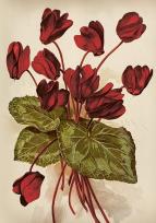 Opakowanie Karnet ST515 B6 + koperta Cyklameny