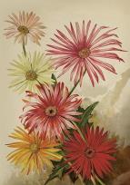 Opakowanie Karnet ST515 B6 + koperta Gerbery