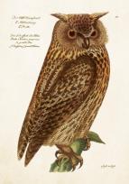 Opakowanie Karnet ST515 B6 + koperta Sowa