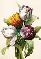 Opakowanie Karnet ST541 B6 + koperta Tulipany