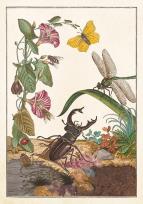 Opakowanie Karnet ST542 B6 + koperta Owady