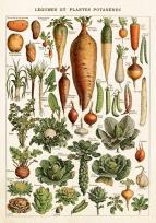 Opakowanie Karnet ST543 B6 + koperta Warzywa