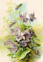 Opakowanie Karnet ST544 B6 + koperta Fiołki