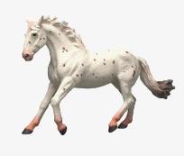 Opakowanie Klacz Knabstrupper