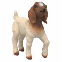 Opakowanie Koza rasy Boer młode