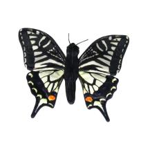 Opakowanie Motyl paź królowej