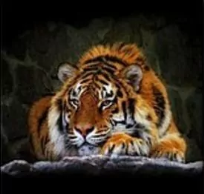 Opakowanie Mozaika diamentowa tygrys