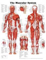 Opakowanie Muscular System Poster