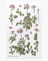 Opakowanie Naklejki ozdobne kwiaty Koniczyna łąkowa