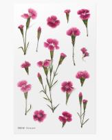 Opakowanie Naklejki ozdobne roślinne Starzec