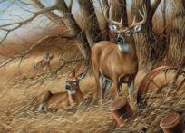 Opakowanie Puzzle 1000 Rodzinka jeleni