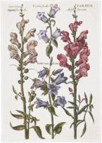 Opakowanie Ręcznik kuchenny - Niebieskie kwiaty