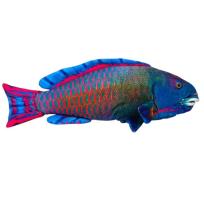 Opakowanie Ryba morska niebieska