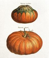 Opakowanie Ściereczka kuchenna Dynie