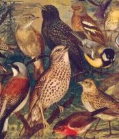 Opakowanie Ściereczka kuchenna Ptaki