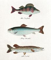 Opakowanie Ściereczka kuchenna Ryby