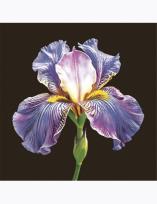 Opakowanie Serwetki MAKI Lunch SL 330x330 Ogólne 062101