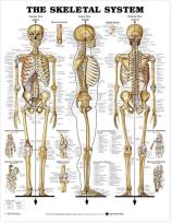 Opakowanie Skeletal System Poster