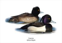 Opakowanie Tablica A4 Czernica