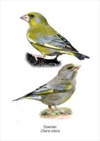 Opakowanie Tablica A4 Dzwoniec