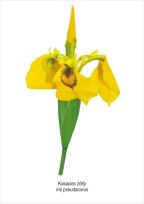 Opakowanie Tablica A4 Kosaciec żółty