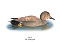 Opakowanie Tablica A4 Krakwa