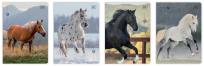 Opakowanie Zeszyt A5/32K 3kol linia 70g UV Wild Horses(10szt)